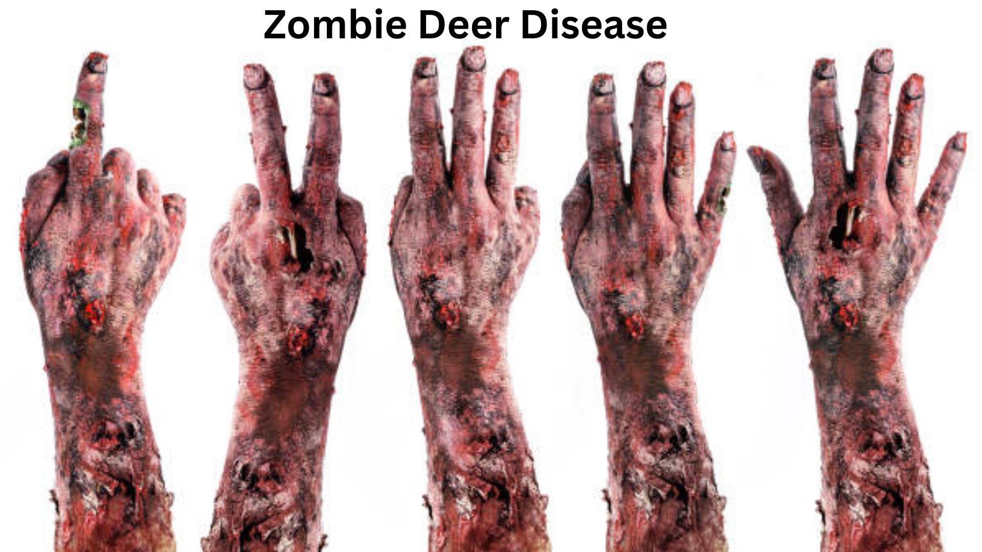 Zombie Deer Disease