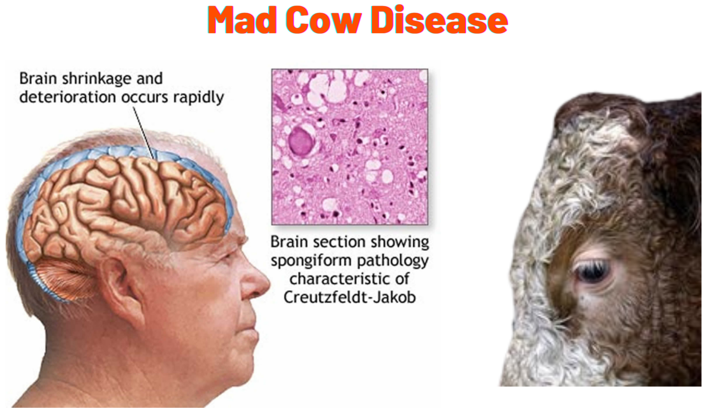 Mad Cow Disease SC