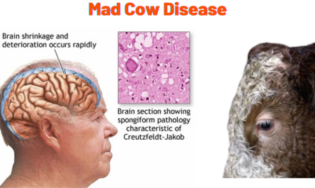 Mad Cow Disease SC