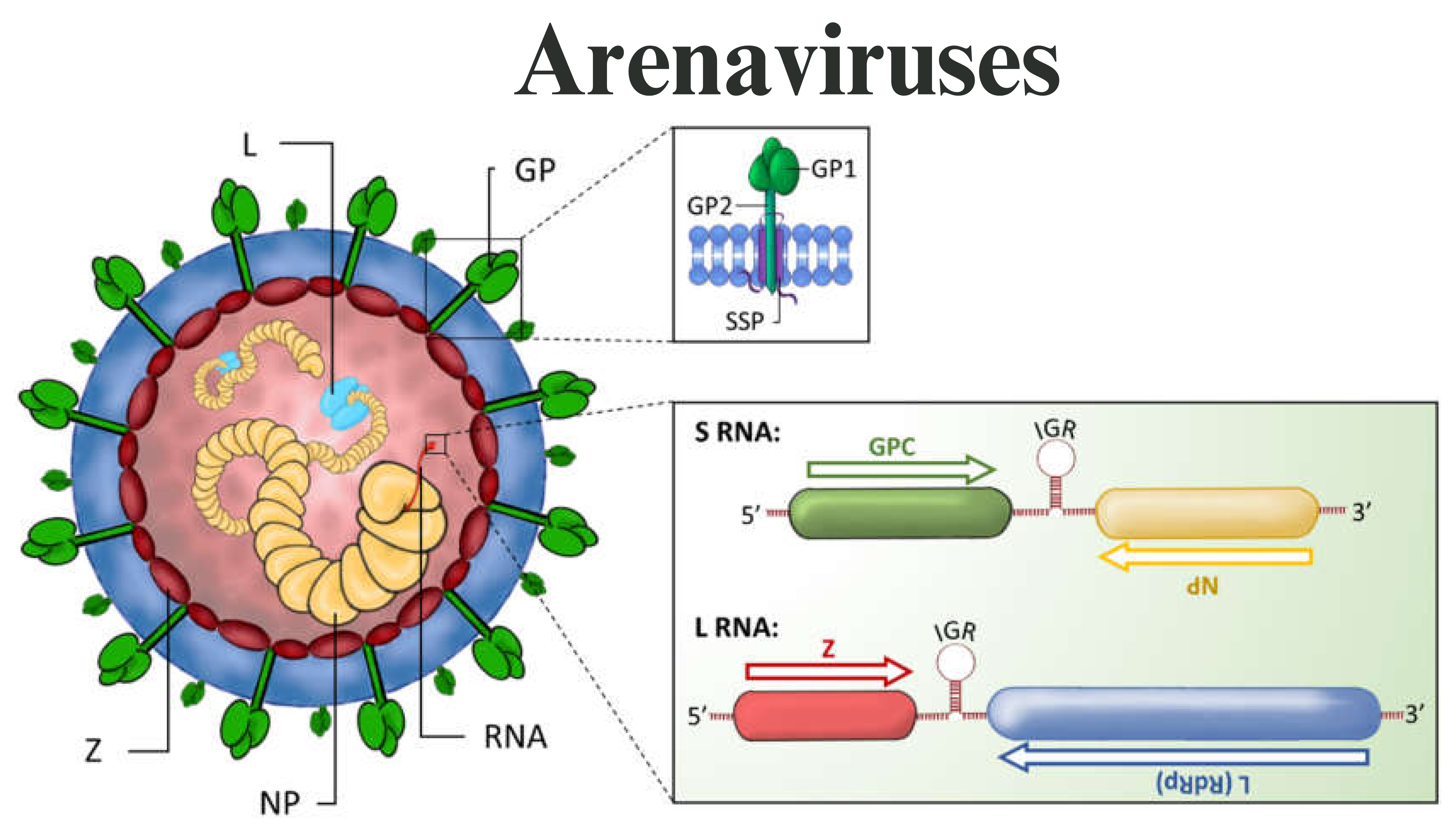 Arenaviruses