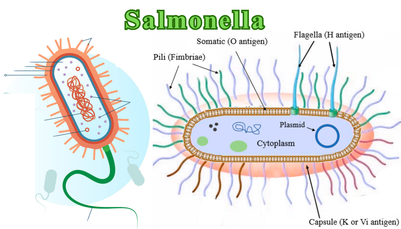 Salmonellosis Pronunciation