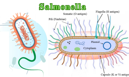 Salmonellosis Pronunciation